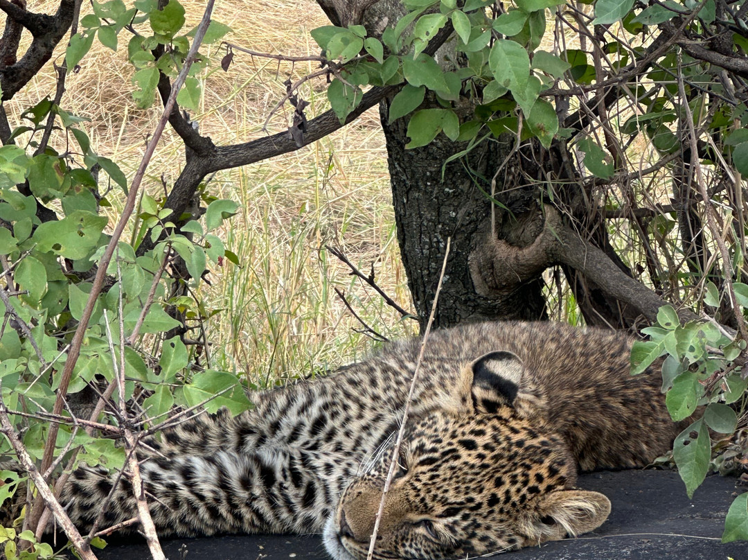 LULU AFRICAN SAFARIS LTD.-阿鲁沙必去景点