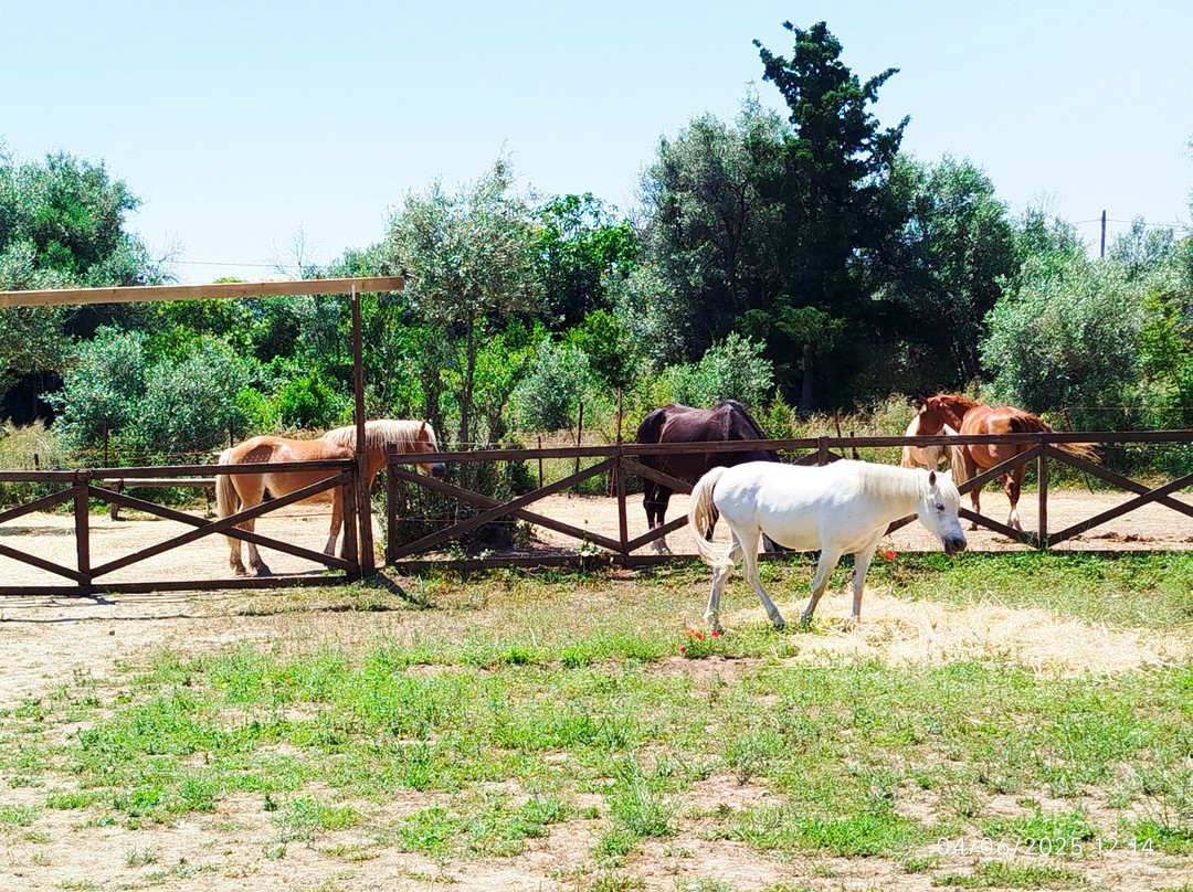 Darko World Horse Riding