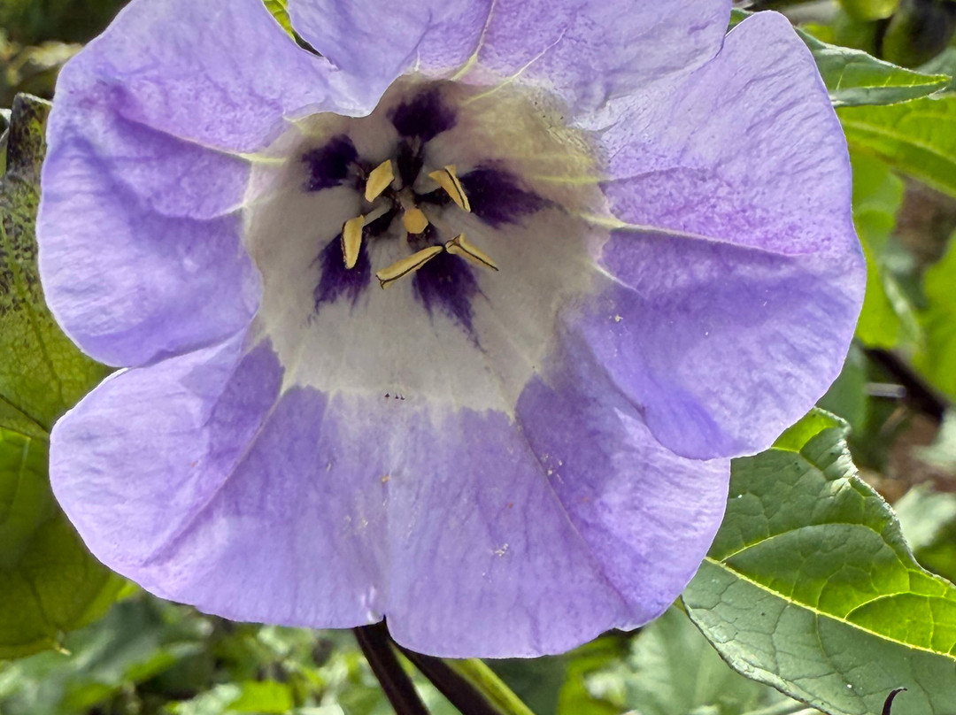 Hinton Ampner House and Garden-Hinton Ampner必去景点