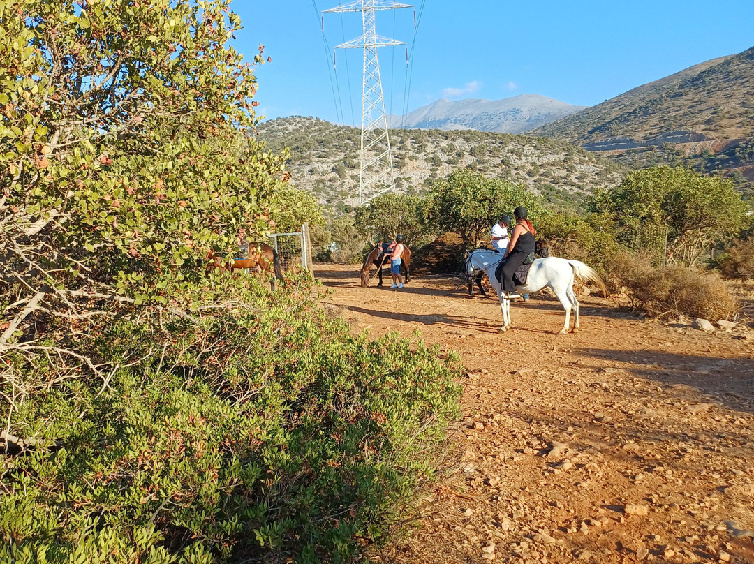 Amarillis Stable-史塔利思必去景点