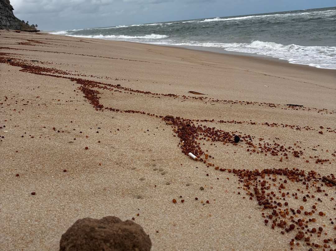 Praia Barra de São Miguel-Barra de Sao Miguel必去景点