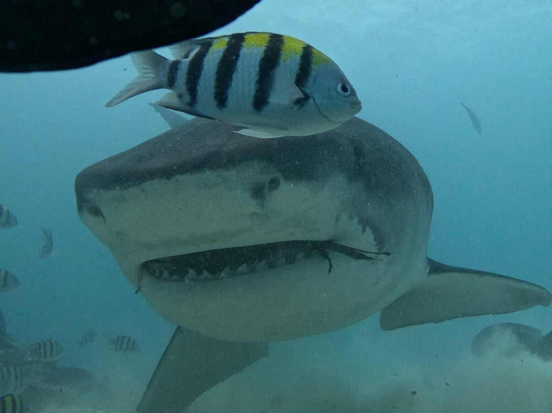 Fuvahmulah Scuba Club主图