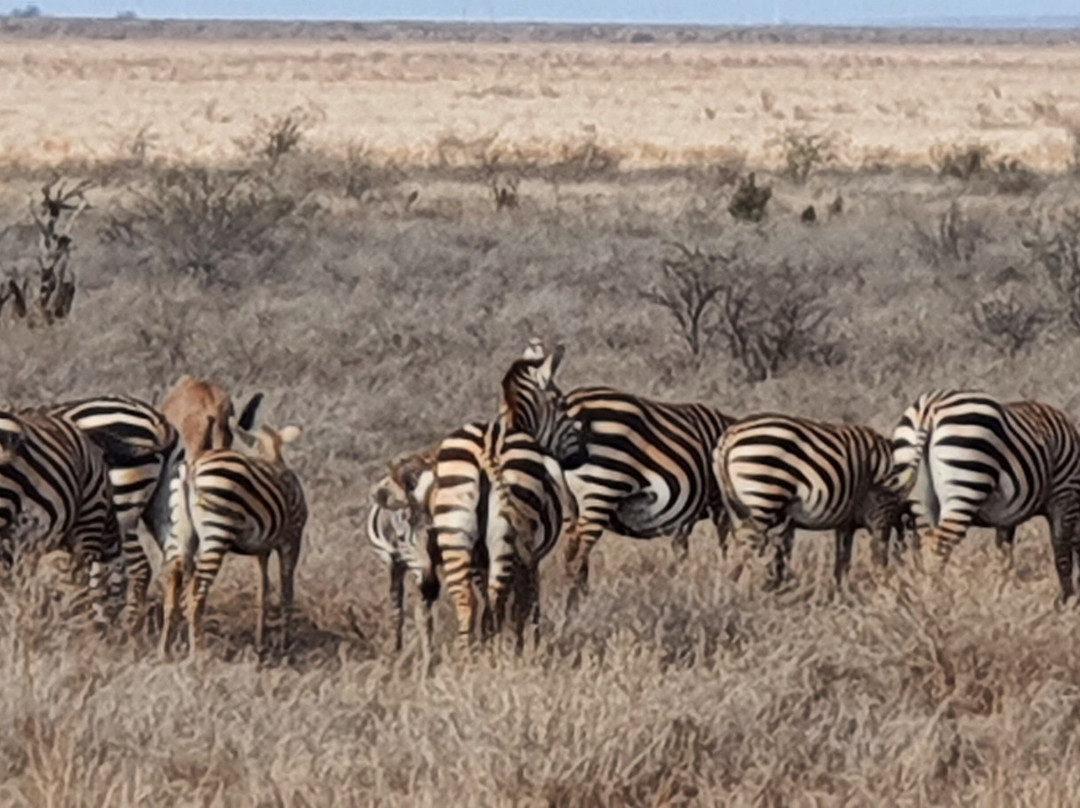 Safari Mit Peter Mutua Muli Aus Kenia-迪亚尼必去景点