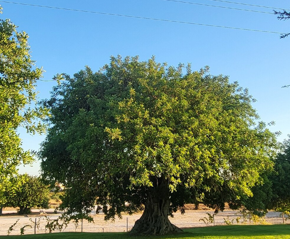 Quinta Do Canhoto-阿尔布赞拉必去景点