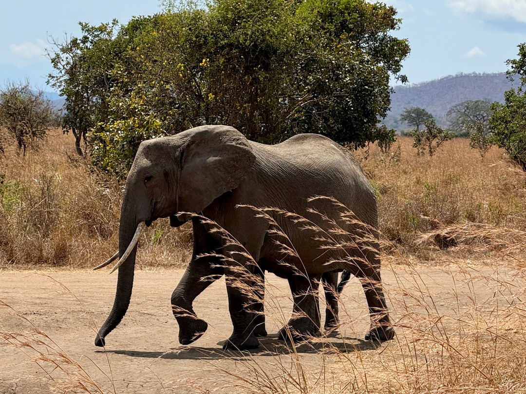 Zanleisuretours & Safaris-桑给巴尔市必去景点