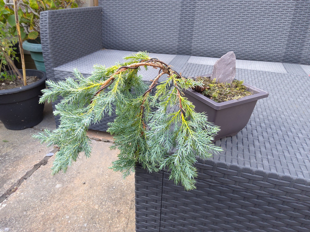 Create a Bonsai with Streamside Trees-Fleet必去景点