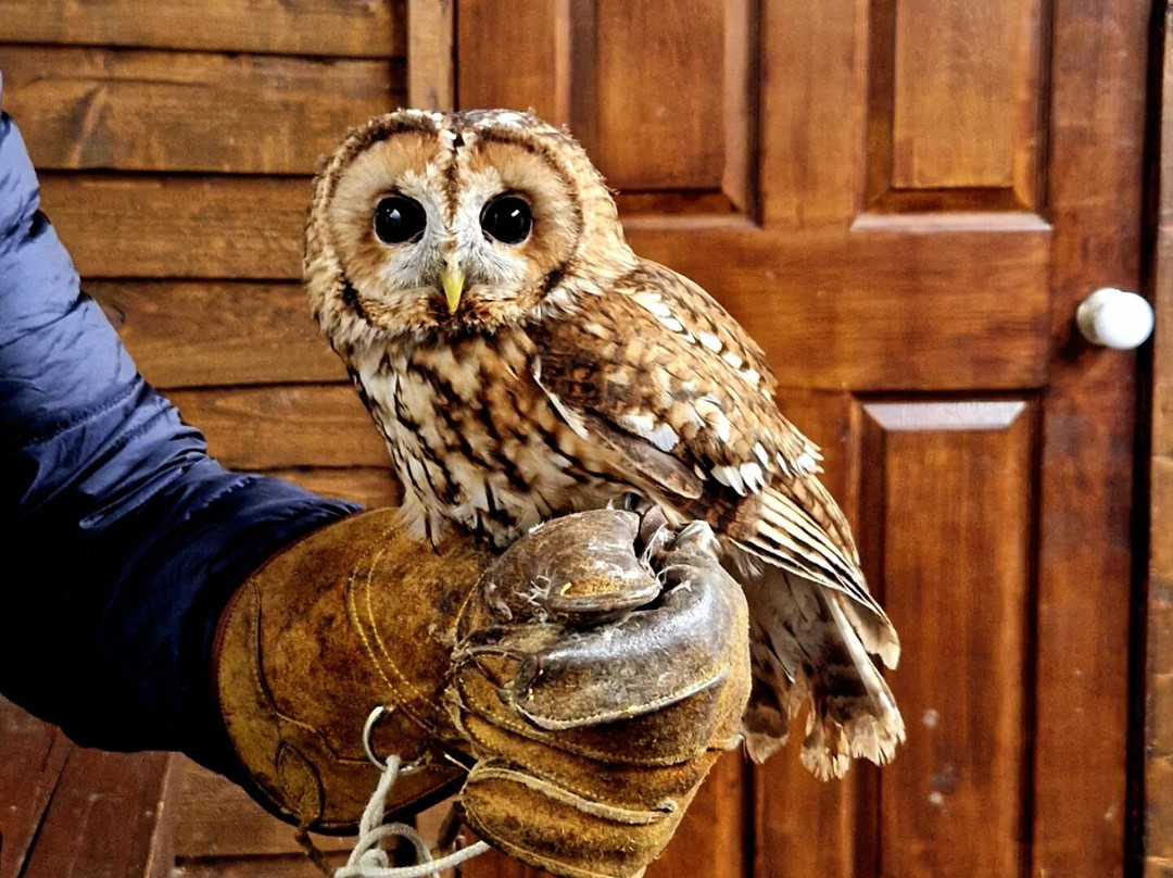 Riverside Falconry-纽卡斯尔必去景点