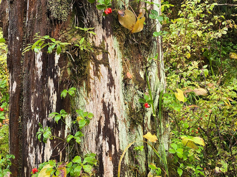 Sitka Bike & Hike-锡特卡必去景点