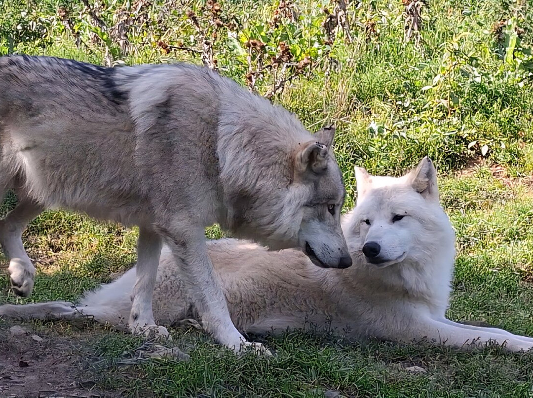Parc Animalier De Casteil-Casteil必去景点
