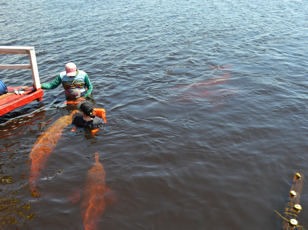 Pink Dolphins Floating Platform-Novo Airao必去景点