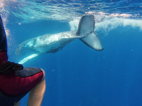 Tahi Tonga-努库阿洛法必去景点