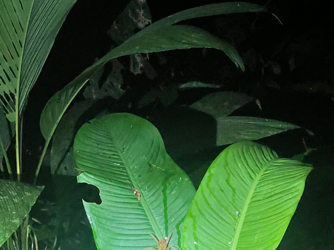 Manzanillo Night Jungle-Manzanillo必去景点