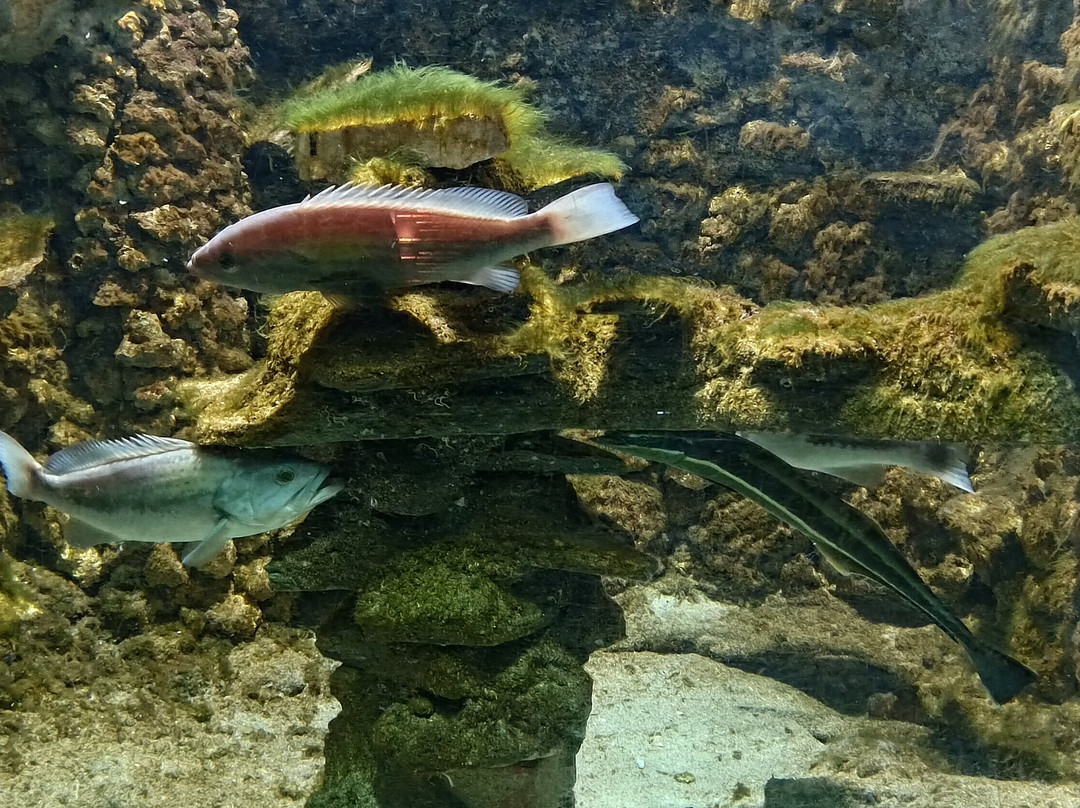 Aquarium Of Faliraki (Aquaworld)-Faliraki必去景点