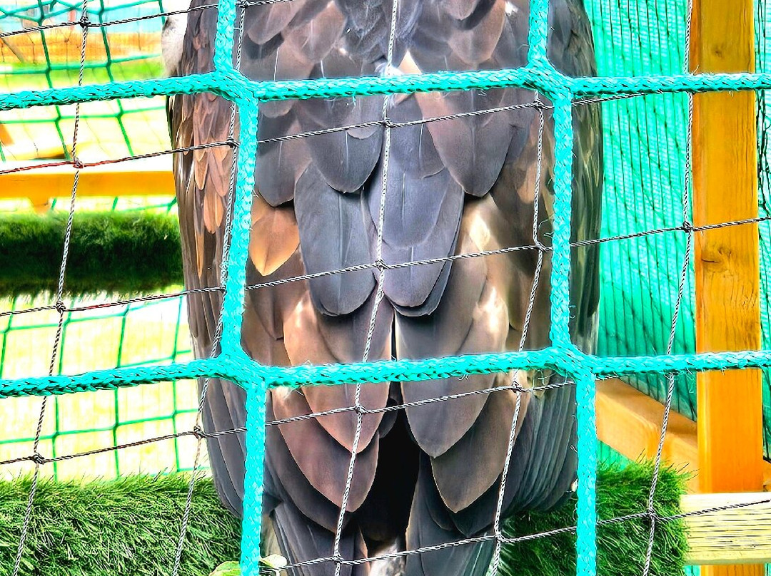 Wild Wings Birds of Prey Centre-沃灵顿必去景点