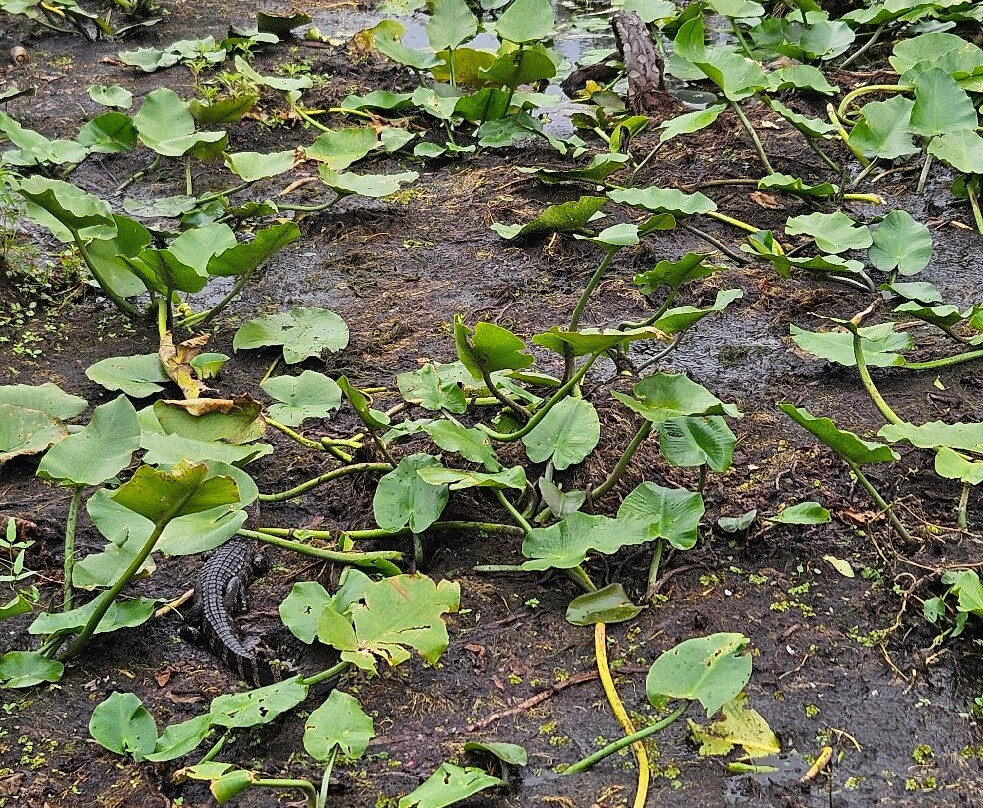 Wild Willy's Airboat Tours-圣克劳德必去景点