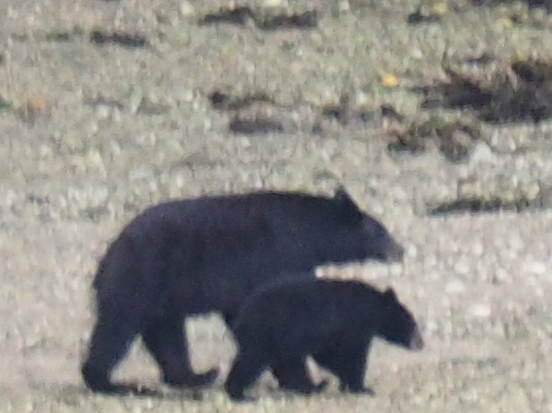 Remote Passages Marine Excursions-托菲诺必去景点