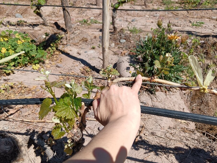 Bodega CarinaE-Maipu必去景点