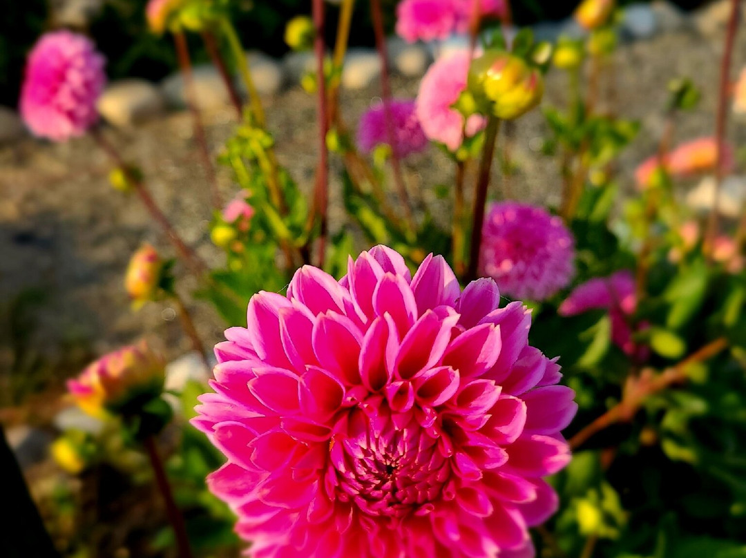 Lagriōth Winery at Chelan Valley Farms-Manson必去景点