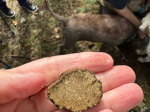 Truffle hunting Dalmatia-斯普利特必去景点