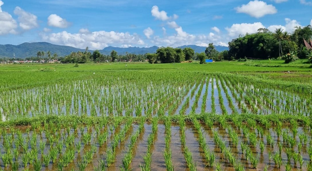 Erik Tour Bukittinggi-武吉丁宜必去景点