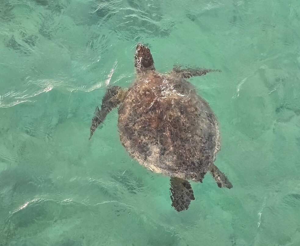 Ilot Maitre-Ilot Maitre必去景点