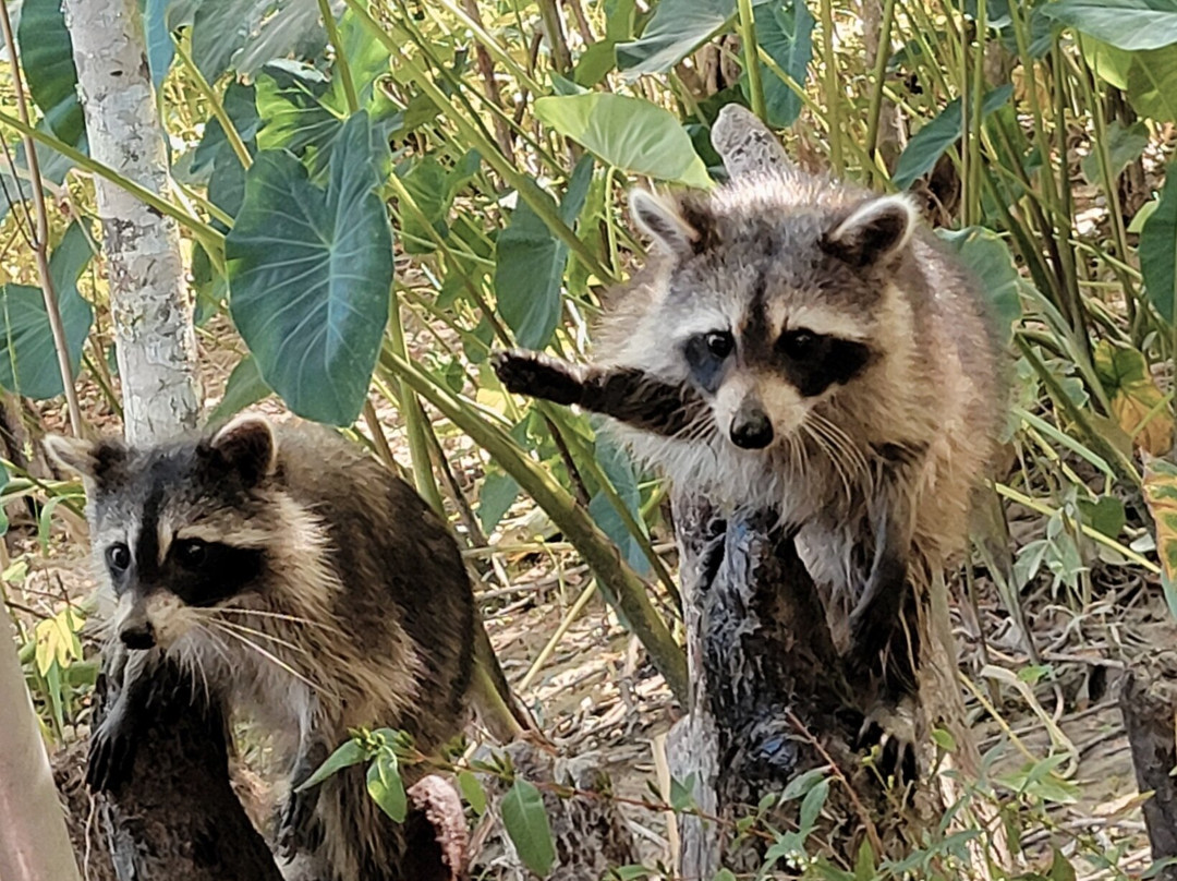 New Orleans Swamp Tours-新奥尔良必去景点