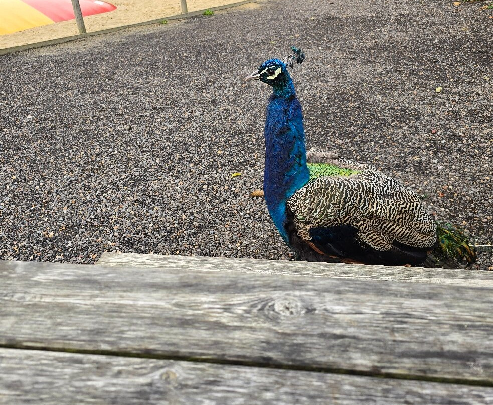 Jimmy's Farm & Wildlife Park-伊普斯威奇必去景点
