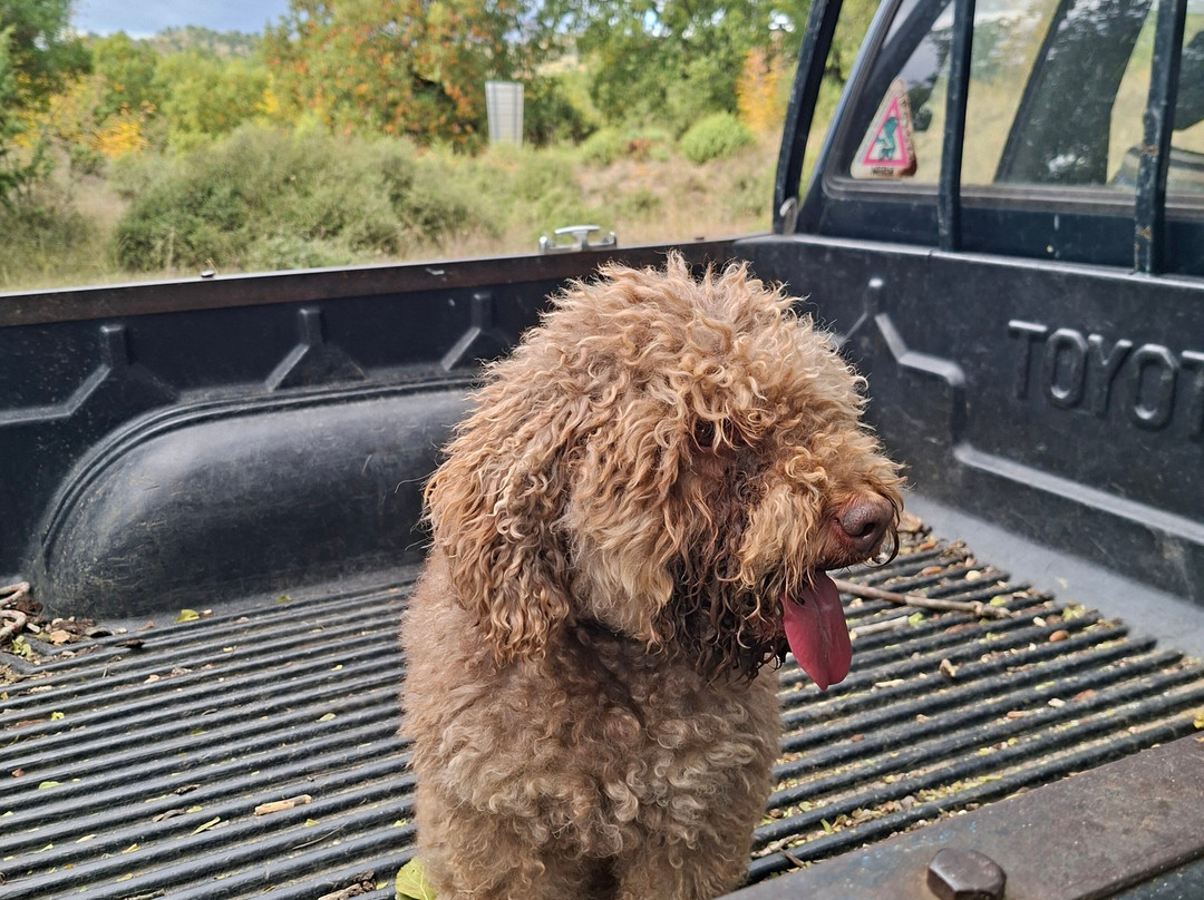 Truffle Hunting-卡兰巴卡必去景点