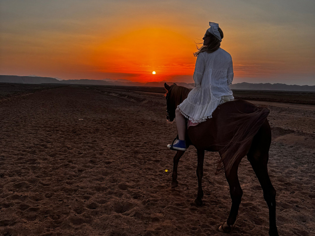 Habiba Horse-艾高娜必去景点