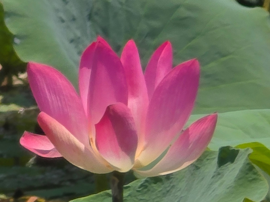 Adelaide River Tours-达尔文市必去景点