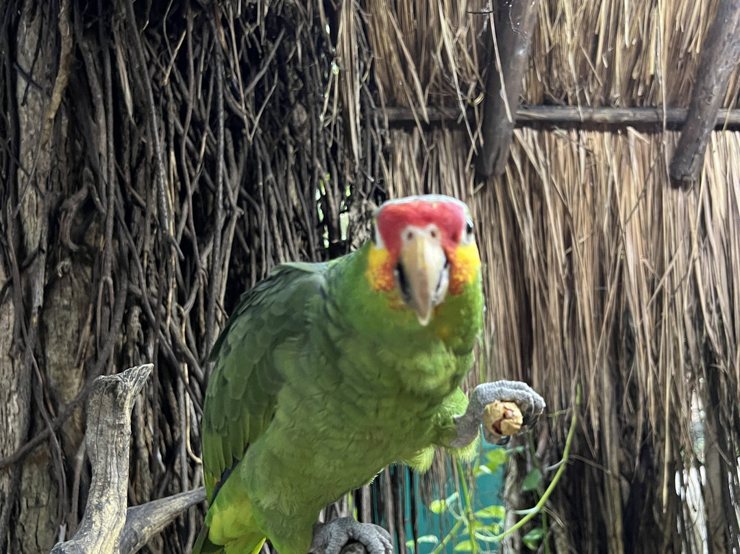 Croco Cun Zoo-从莫雷洛斯港必去景点