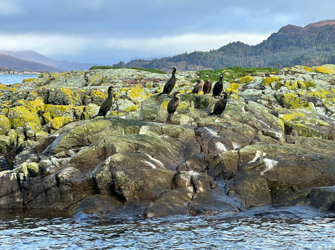 Calum's Seal Trips-Plockton必去景点