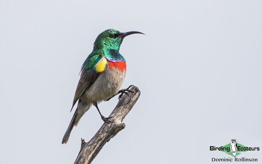 Birding Ecotours-开普敦中心区必去景点