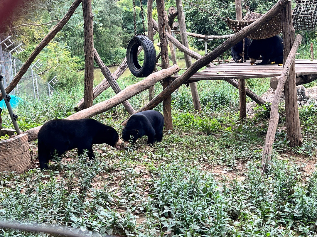 Free the Bears-琅勃拉邦必去景点