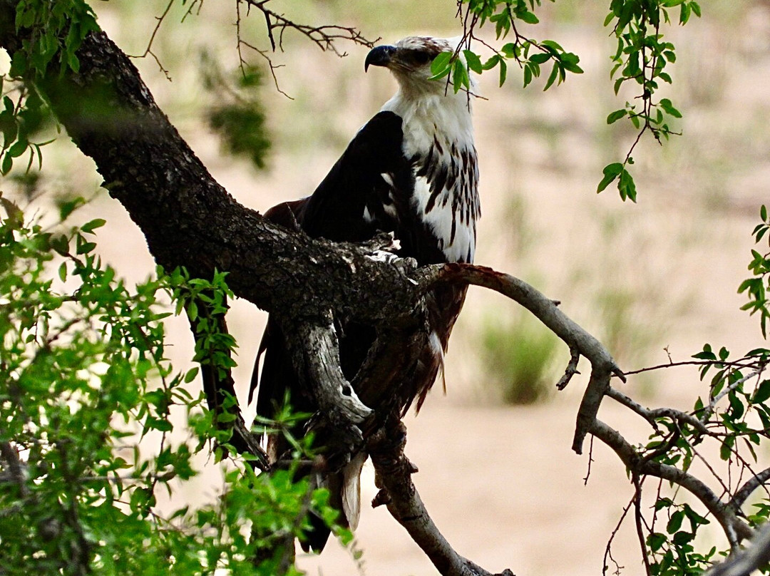 Southern Kruger Safaris-玛洛斯帕克必去景点