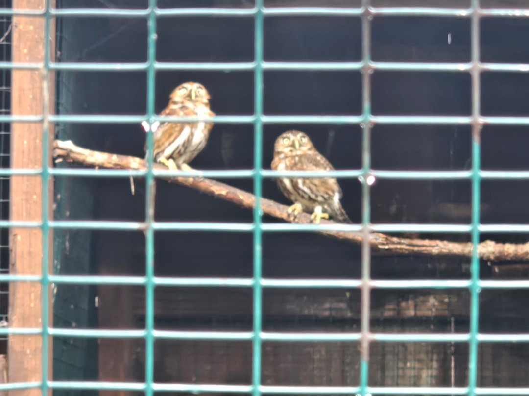 The Owls Trust-兰迪德诺必去景点