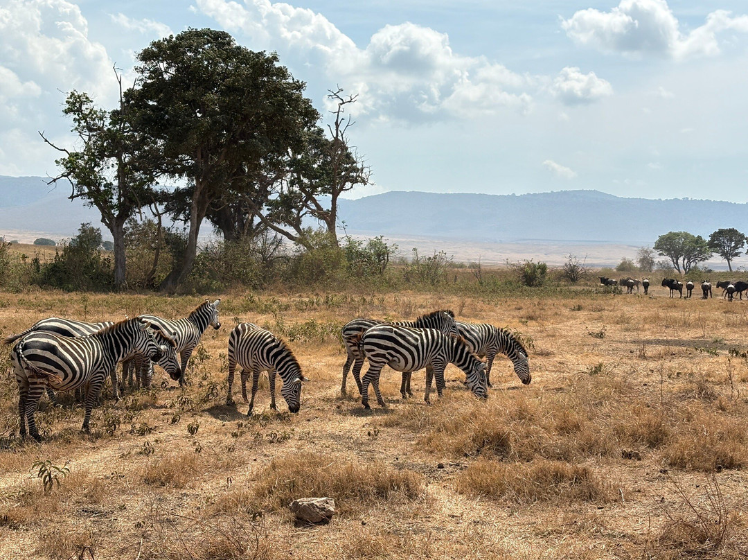 Utopia safaris-阿鲁沙必去景点