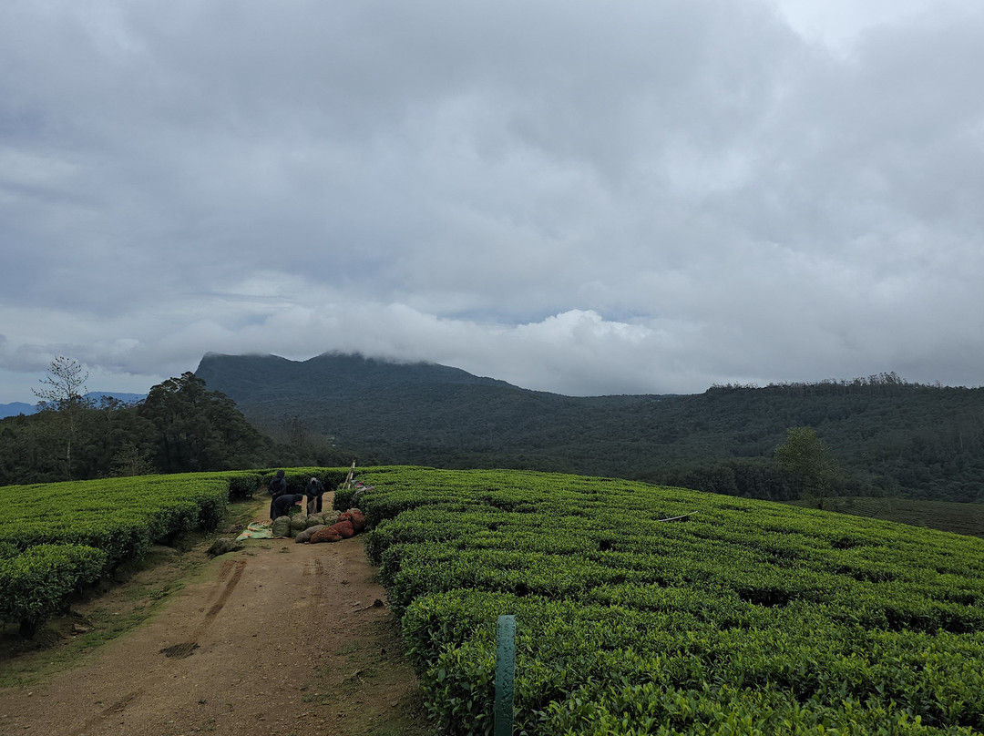 Sri Lanka Driver Tours-Yatiyana必去景点