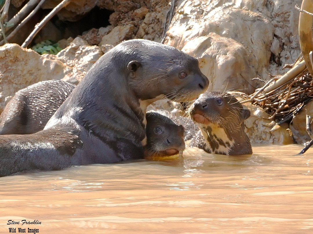 Journey With Jaguars-Porto Jofre必去景点