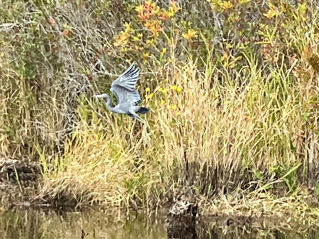 Okefenokee Adventures-Folkston必去景点