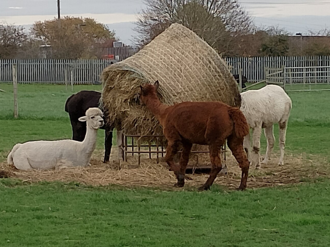 Willow Tree Family Farm-Shirebrook必去景点