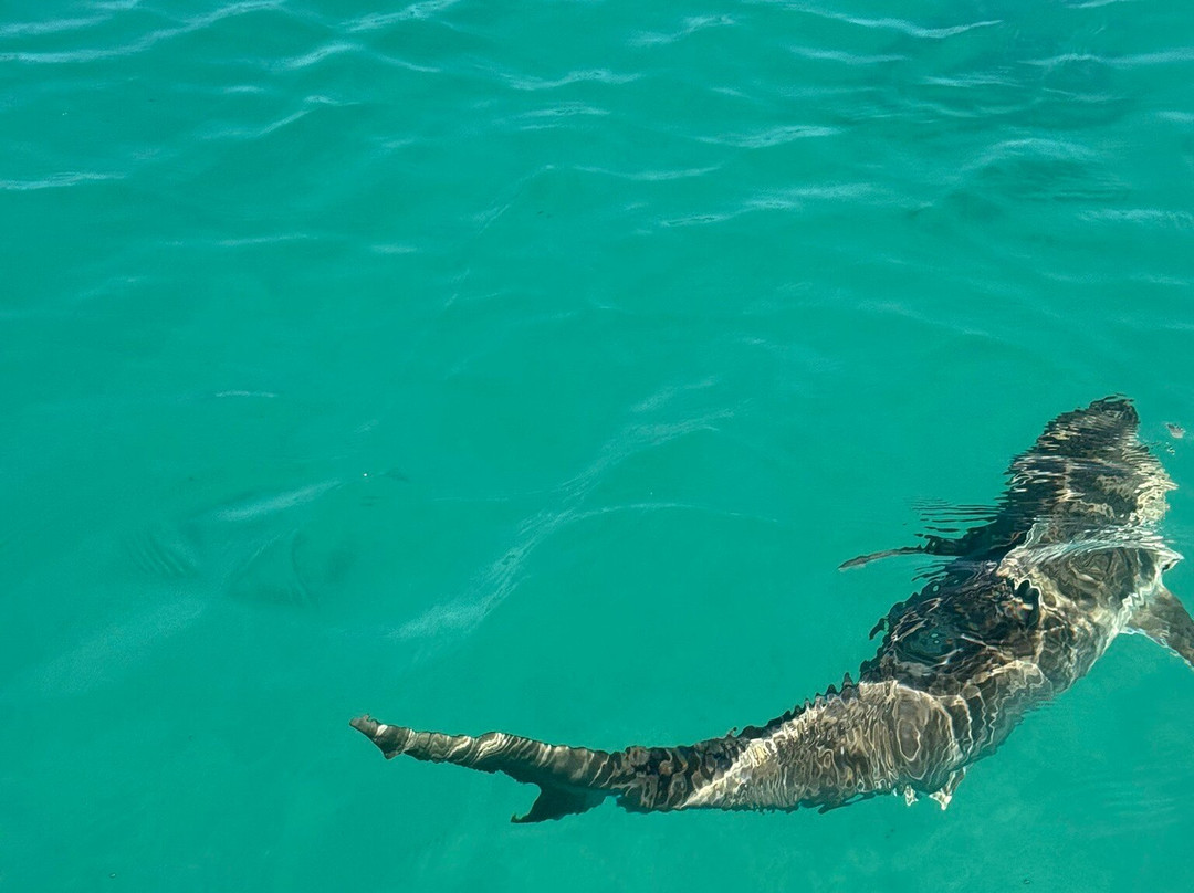 Brendal's Dive Center-Green Turtle Cay必去景点