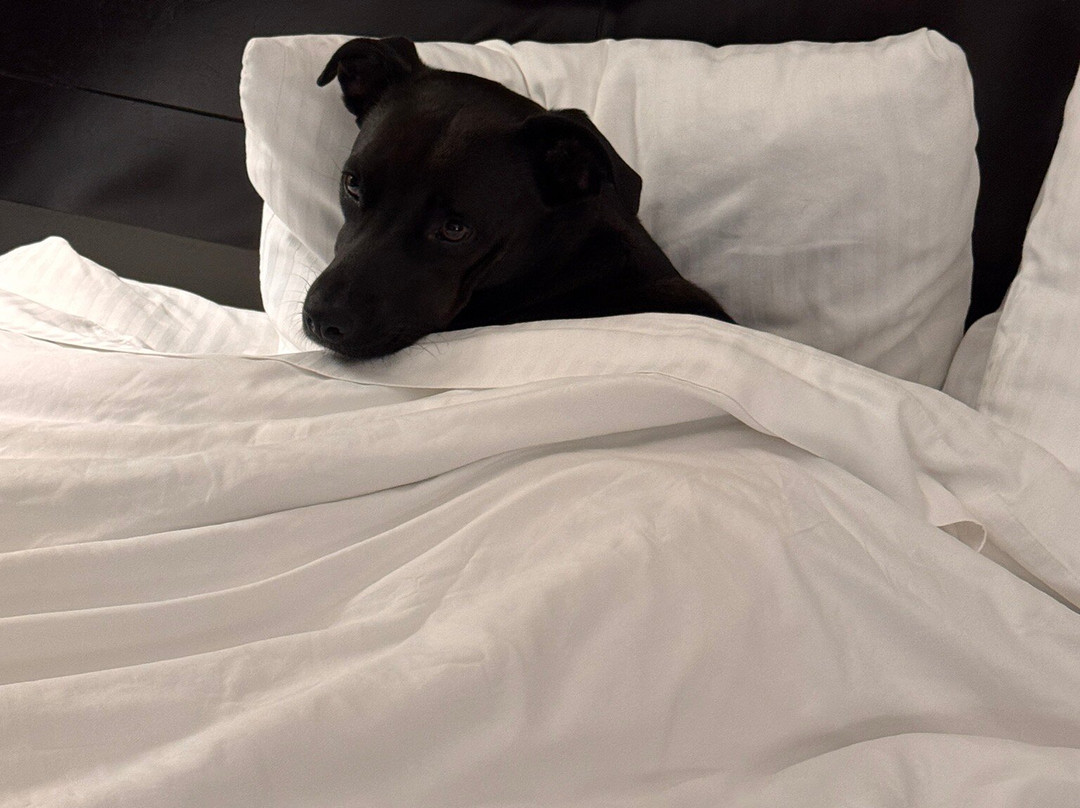 La Quinta Inn & Suites by Wyndham Santa Clarita - Valencia主图