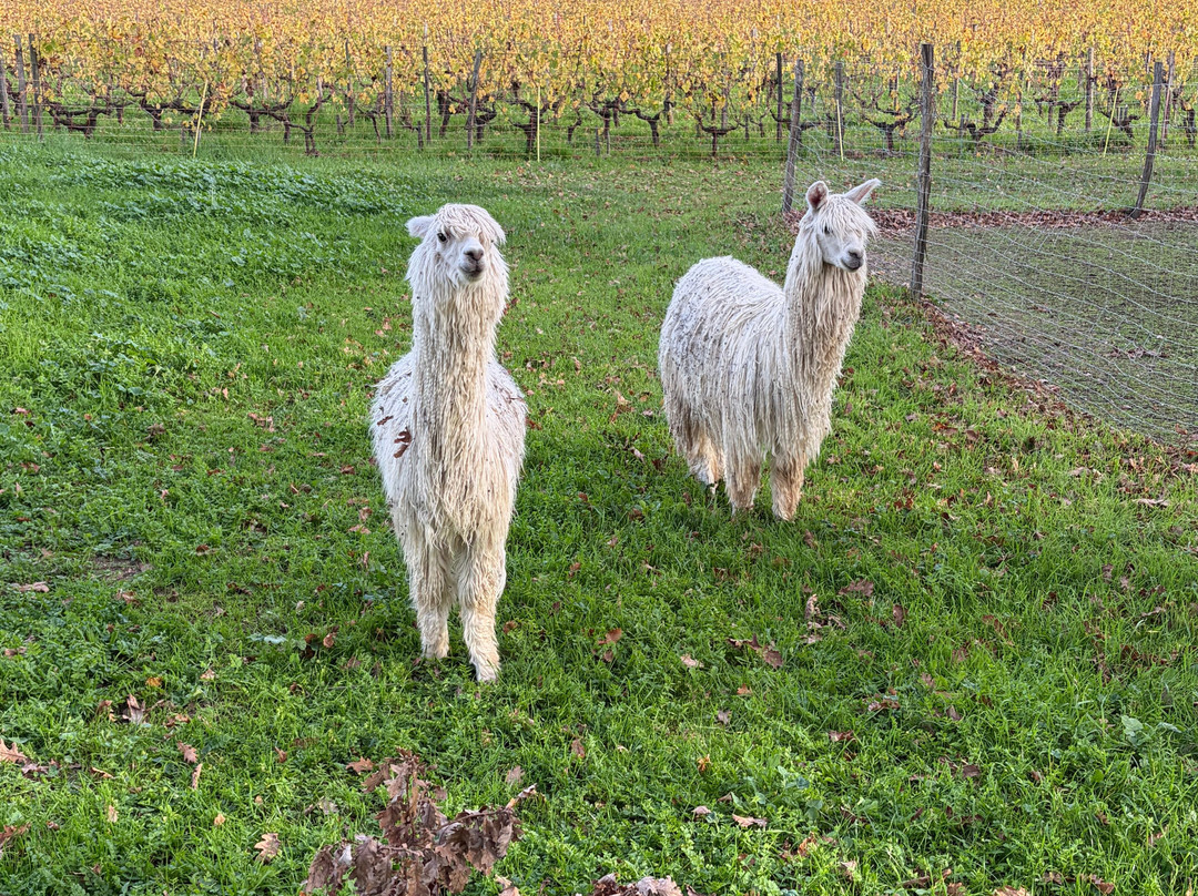 Château Coutet-圣埃美隆必去景点