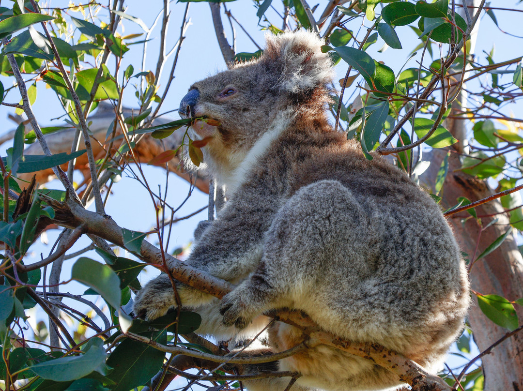AllTrails Tours-墨尔本必去景点