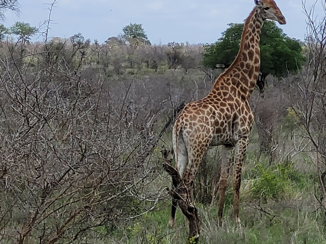 The Other Animals Safaris-克鲁格国家公园必去景点