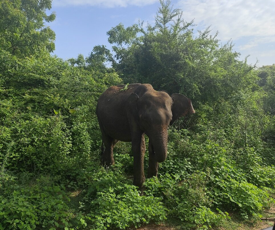 Riu Lanka Tours & Travels-亚洪加拉必去景点