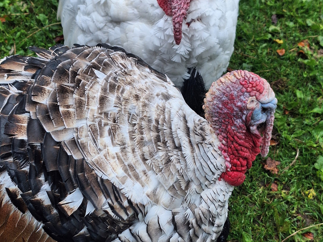 Pembrokeshire Llama Sanctuary-Llandissilio必去景点