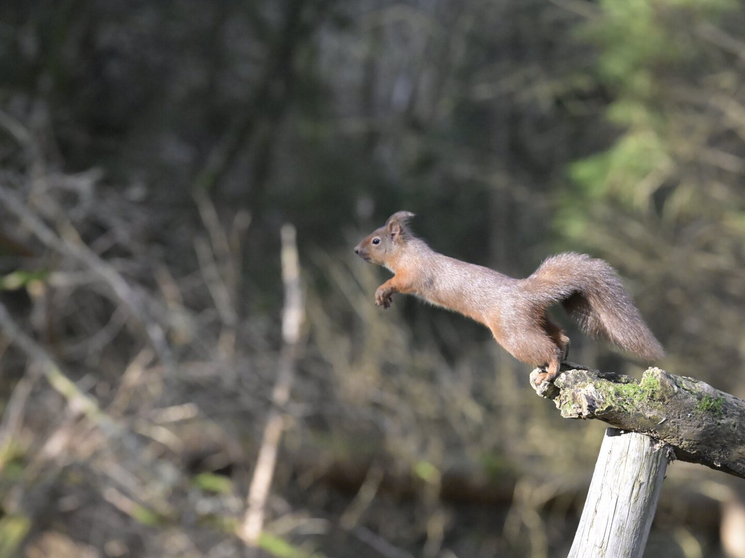 Argaty Red Kites-Doune必去景点