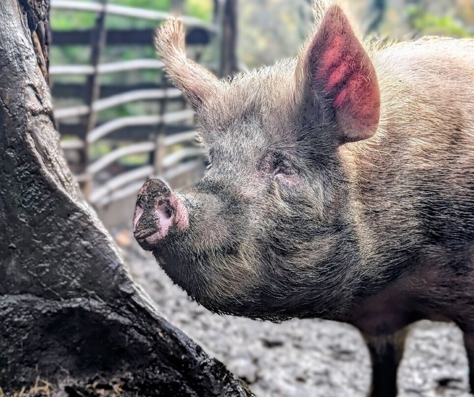 Pigs In The Wood-Huddersfield必去景点